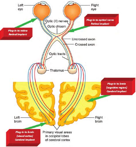 Human Visual System 的图像结果