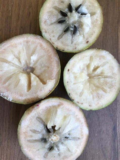 Buy Green Caimito Star Apple Chrysophyllum cainito Seedling Plant ...