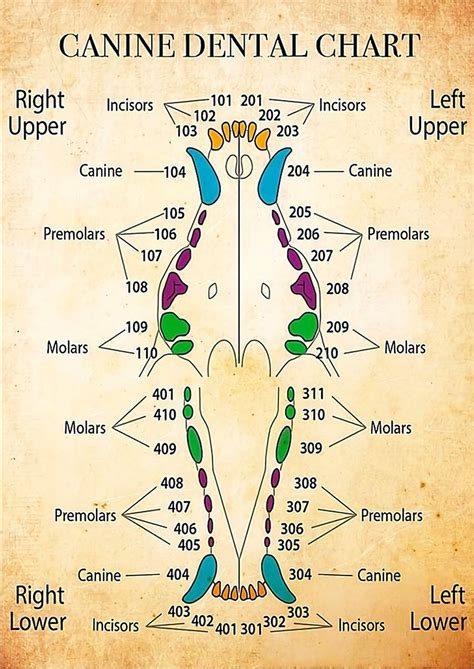 Printable Canine Dental Chart - Printable Chart Template