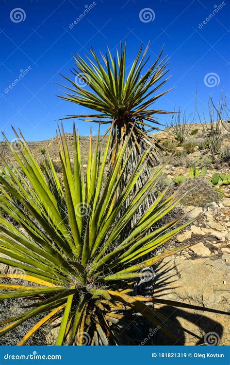 Agave, Yucca, Cacti And Desert Plants In A Mountain Valley Landscape In New Mexico Stock Image ...