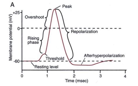 Image result for Diffusion Potentials