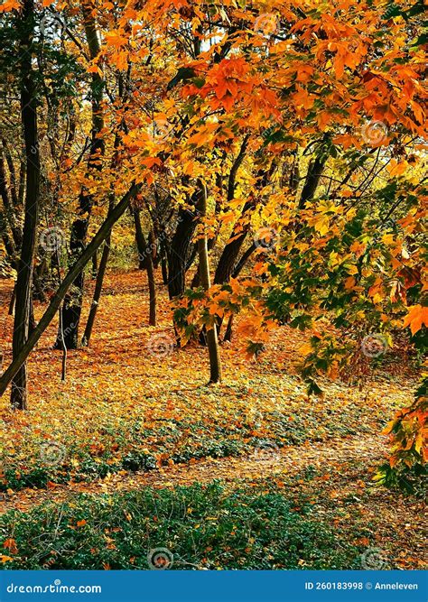 Fall Nature 的图像结果