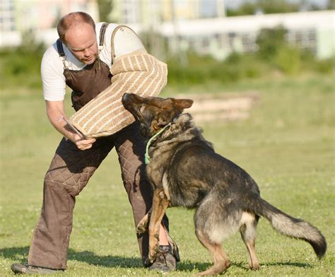 Can K9 Dogs Smell Dab Pens