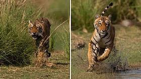 Who Was Arrowhead? Ranthambore’s Legendary Tigress Who Died After Long ...