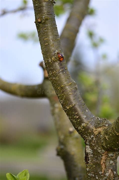 Image result for Cherry Tree Trunk Rot