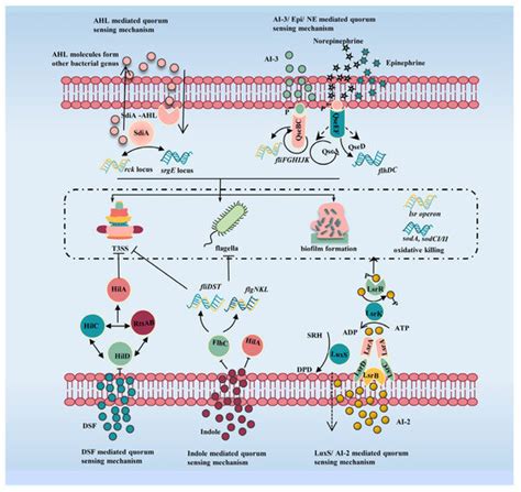 Microorganisms | Special Issue : Evaluation of Risks of Microbiological ...
