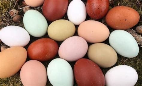 Image result for Mottled Java Chicken Egg Color