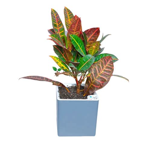 Buy Petra Croton Plant in Columbus Self Watering Pot Online | Manbhawan ...