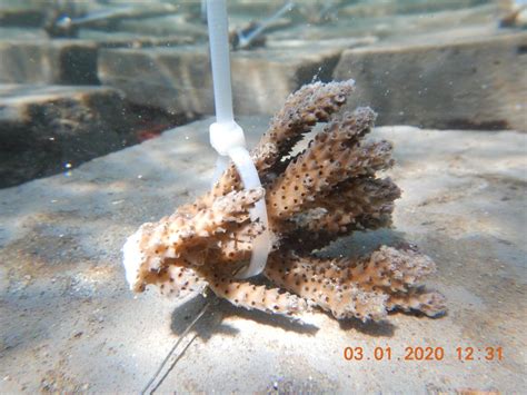 CORAL RESTORATION PROGRAMME | NCCR