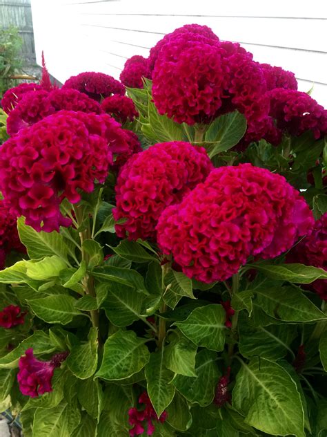 Cockscomb flowers- Brain Celosia.. They turned out beautifully for my ...