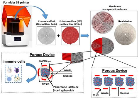 A Bioartificial Device for the Encapsulation of Pancreatic β-Cells ...