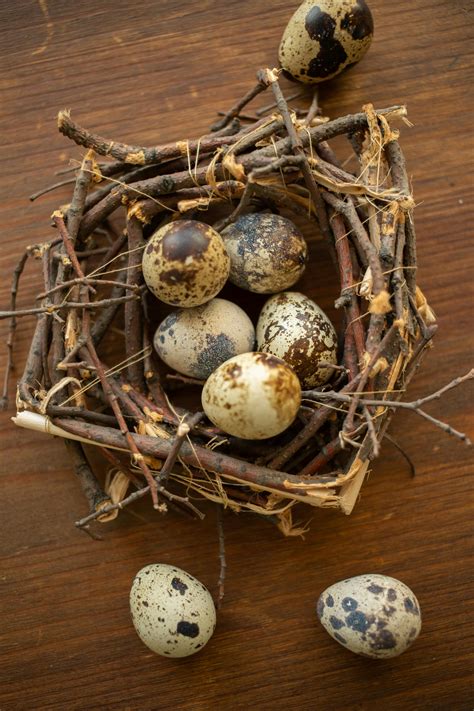 Quail Eggs In Nest