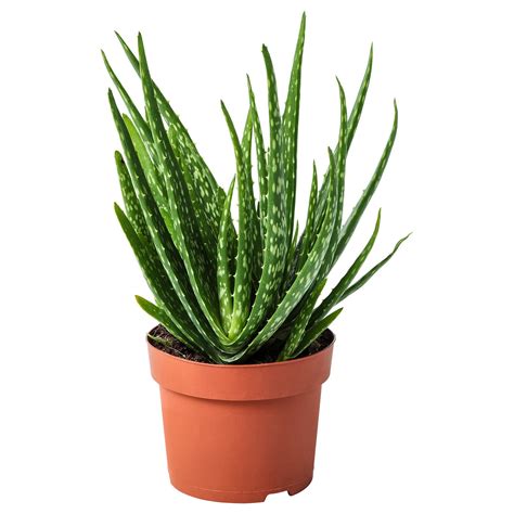 ALOE VERA Potted plant, Aloe - IKEA
