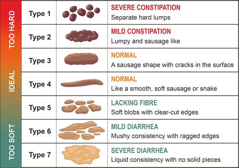 What Does Diarrhea Look Like? - Probiotics.tips