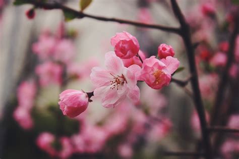 初春】----杏花开众多喜事来！！！摄影图片】生态摄影_太平洋电脑网摄影部落