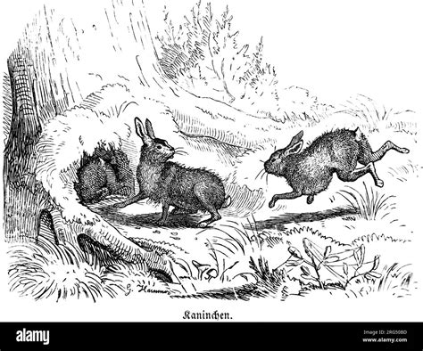 Rabbit Burrow Drawing