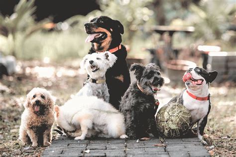 The Best Dog Food for Allergies: Vets' Top Picks for Healthy Pups