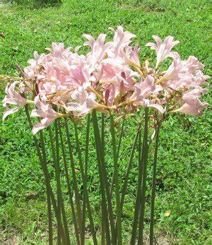 Image result for Everything Reproduction System
