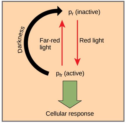 Photoperiodism - Botany Optional for UPSC PDF Download