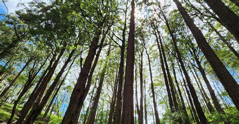 森林 的图像结果