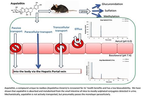 Intestinal Transport Characteristics and Metabolism of C-Glucosyl ...