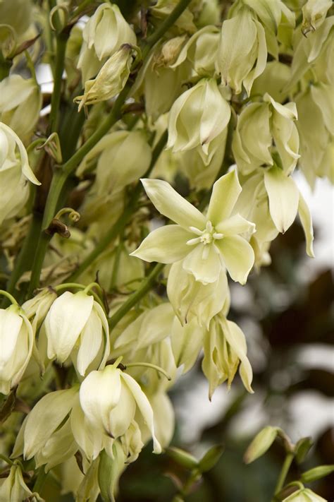 Soft Leaf Yucca