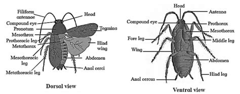 Image result for Cockroach Class 12