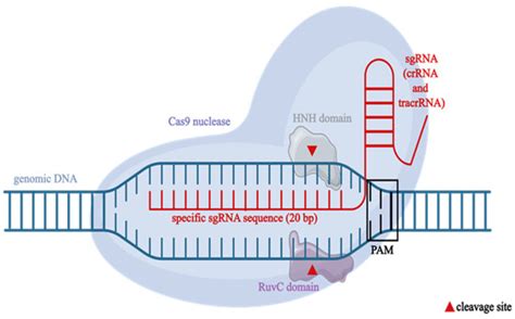 CRISPR-Cas9 in the Tailoring of Genetically Engineered Animals