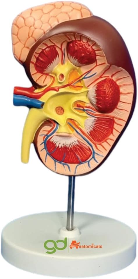 GD ANATOMICALS "Human Kidney Model - Detailed 3D Anatomy Replica of the ...