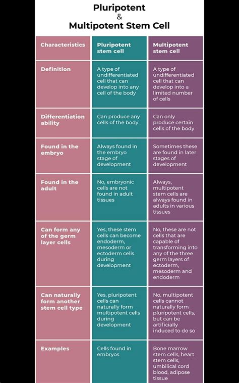 Difference Between Pluripotent Multipotent And Unipotent Stem Cells ...