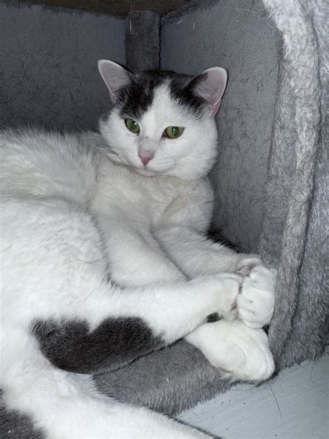 Adopt - River Valley Animal Rescue
