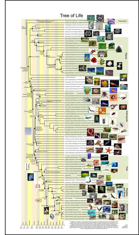 Evolution Map 的图像结果