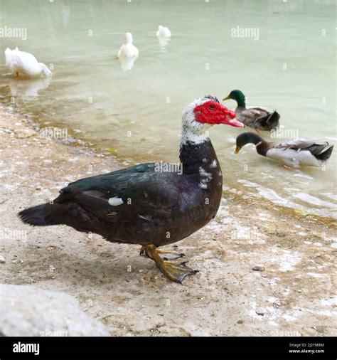 Ducks Face Off