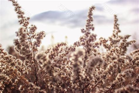 镇定的平静的摄影图素材图片下载-万素网