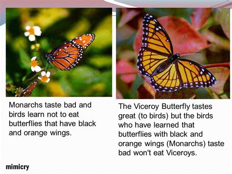 Response to Stimuli Example 的图像结果