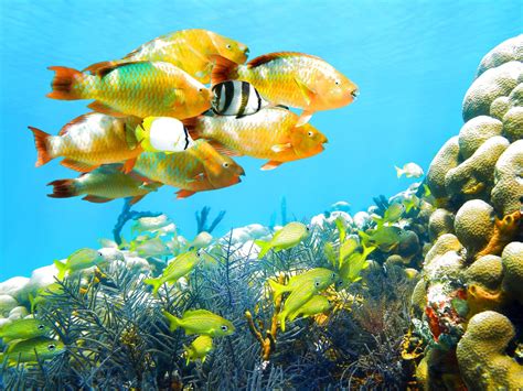 Sea Fish 的图像结果