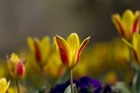 3840x2160 wallpaper | yellow and red petaled flower | Peakpx