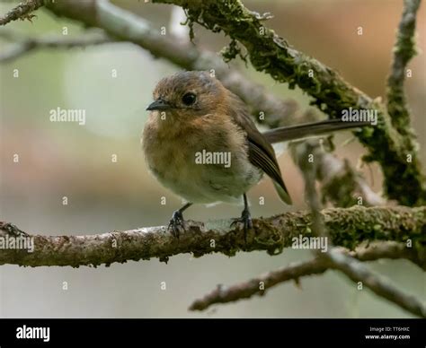 Kauai Elepaio, Chasiempis sclateri, an endemic bird to the island of Kauai Hawaii in the Alakai ...