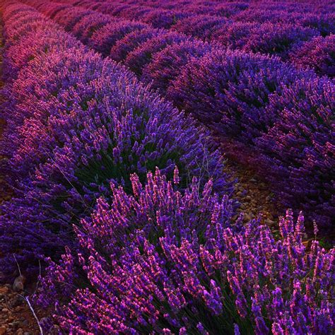 Lavender 'Grosso' - The Diggers Club