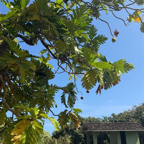 MAUI NUI BOTANICAL GARDENS (2026) All You Need to Know BEFORE You Go ...