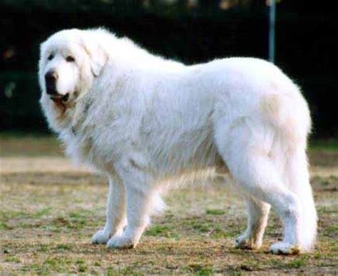 大白熊犬身体特征特写图片-宠物王