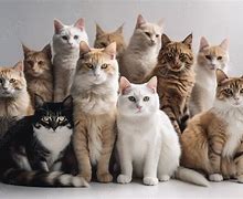 Image result for Bunch of Cats