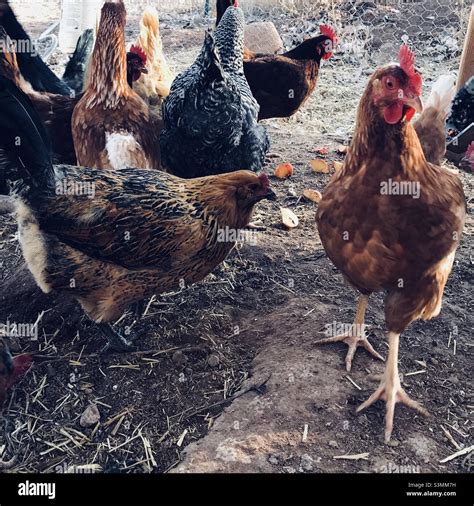 Group of chickens Stock Photo - Alamy
