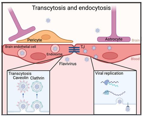 Mechanisms of Neuroinvasion and Neuropathogenesis by Pathologic ...