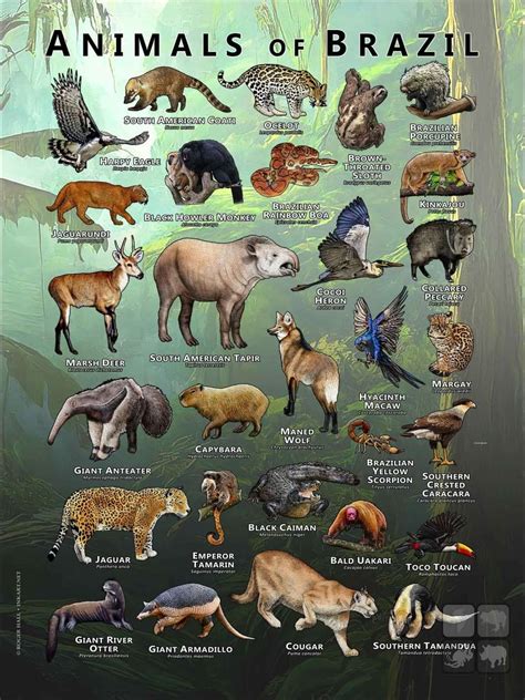 Ultra wild animals – Artofit