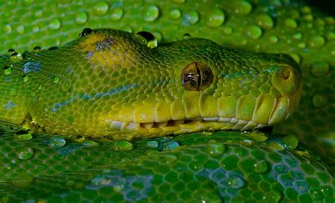 Image result for Black Green Tree Python