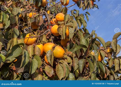 Ripening Persimmon Hanging on a Branch Stock Photo - Image of diet ...