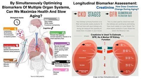 Kidney Function 的图像结果