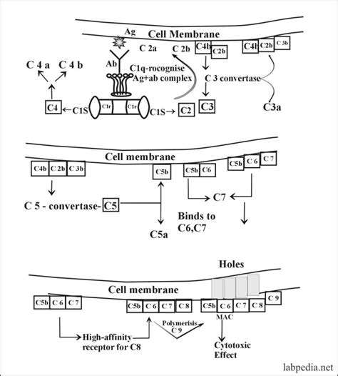 Classical Complement Pathway 的图像结果
