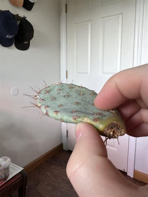 Repotting Opuntia 的图像结果